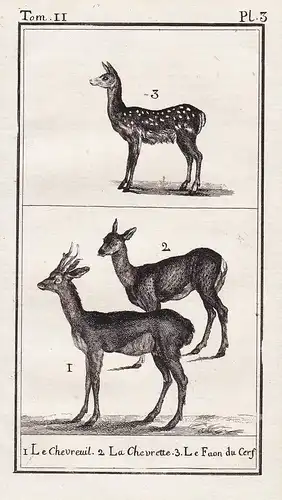 1. Le Chevreuil. 2. La Chevrette. 3. Le Faon du cerf. - roe deer Hirsch Damhirschkuh fawn Hirschkitz / Tiere T