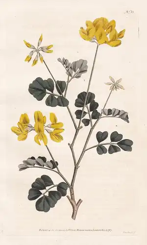 Coronilla Glauca. Sea-Green, or Day-Smelling Coronilla. Tab. 13 -  Skorpionwicke Bastardsenna shrubby scorpion