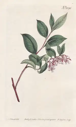 Andromeda coriacea. Shining-leaved andromeda. Tab. 1095 - Lyonia lucida fetterbush lyonia / South Carolina Flo