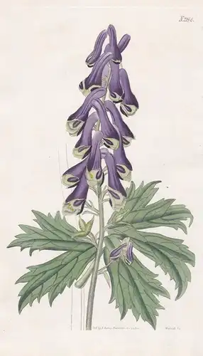 Aconitum septentrionale. Carpaticum carpathian wolfs-bane. Tab. 2196 - Eisenhut wolfsbane wolf's-bane / Carpat