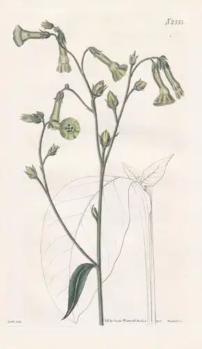 Nicotiana Langsdorffii. Langsdorff's Tobacco. Tab. 2555 - Tabak / Brazil Brasil / Pflanze Planzen plant plants