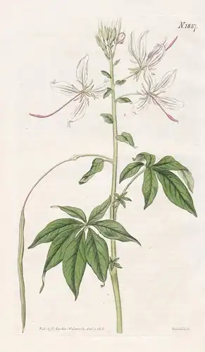 Cleome Pubescens. Villous Cleome. Tab. 1857 -  Pflanze Planzen plant plants / flower flowers Blume Blumen / bo