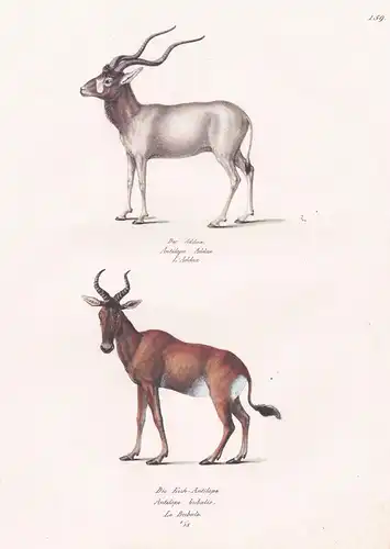 Der Addax / Die Kuh-Antilope - Mendesantilope Antilope antelope / Tiere animals