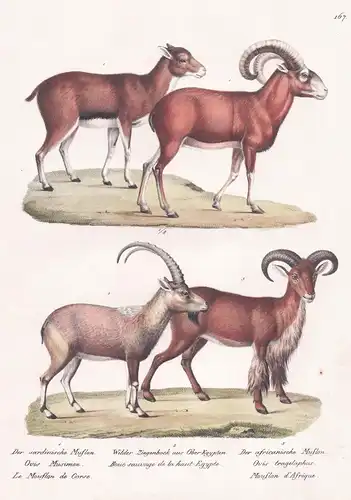 Der sardinische Muflon / Wilder Ziegenbock aus Ober-Egypten / Der afrikanische Muflon - Mufflon mouflon Ziegen