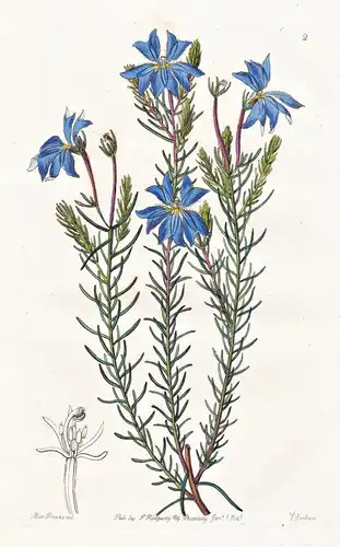 Leschenaultia biloba - Australia Australien / flowers Blume flower Botanik botany botanical