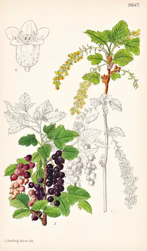 Ribes Valdivianum. Tab 9647 - South America Südamerika / Pflanze Planzen plant plants / flower flowers Blume B