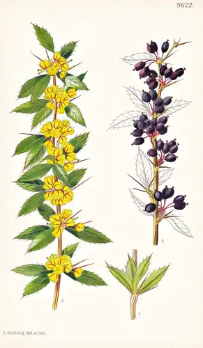 Berberis Kawakamii. Tab 9622 - Formosa / Pflanze Planzen plant plants / flower flowers Blume Blumen / botanica