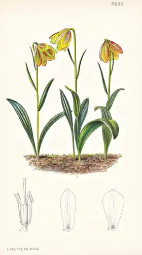 Fritillaria Ehrharti. Tab 9635 - Petalii Petalioi / Pflanze Planzen plant plants / flower flowers Blume Blumen