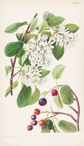 Amelanchier Florida forma Tomentosa. Tab 9496 - North America Nordamerika / Pflanze Planzen plant plants / flo