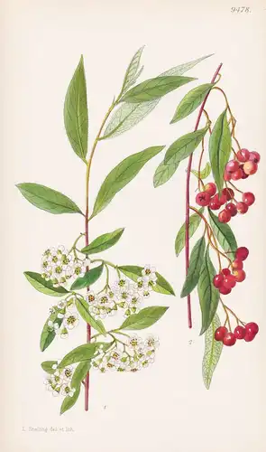 Cotoneaster Cooperi var. Microcarpa. Tab 9478 - Asia Asien / Pflanze Planzen plant plants / flower flowers Blu