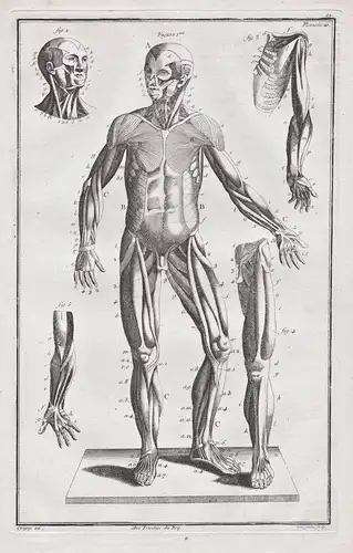 Planche 20 - Mensch Muskeln Ecorche muscles Anatomie / Medizin medicine