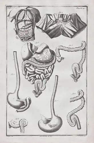 Planche 42 - Menschliche Organe human organs Verdauungssystem digestive system / Medizin medicine