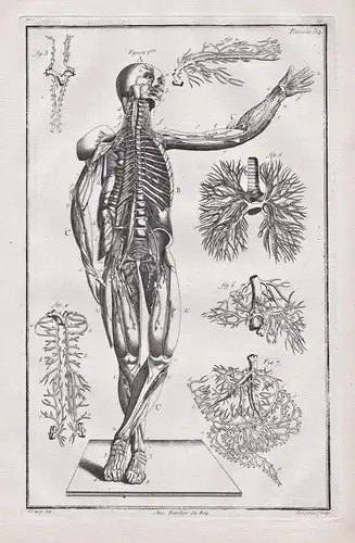 Planche 34 - Menschliche Anatomie human anatomy Körper body / Medizin medicine