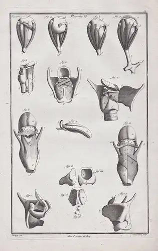 Planche 56 - Menschliches Auge human eye Pharynx Kehlkopf Anatomie anatomy / Medizin medicine