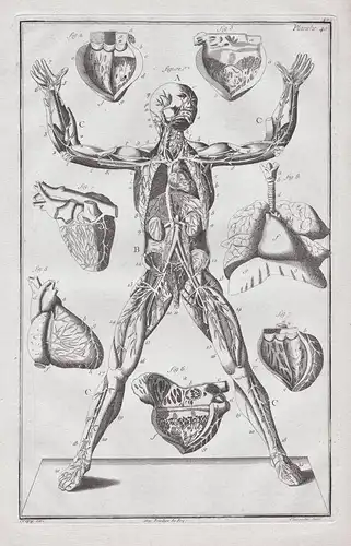 Planche 40 - Menschliche Anatomie human anatomy Organe organs Körper body / Medizin medicine