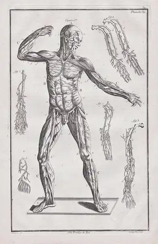 Planche 30 - blood circulation Blutkreislauf Anatomie anatomy Mensch human / Medizin medicine