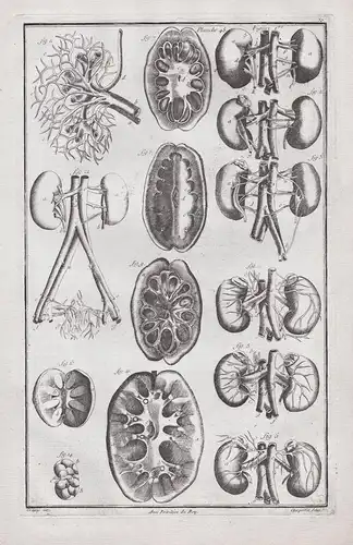 Planche 48 - Menschliche Anatomie human anatomy / Medizin medicine