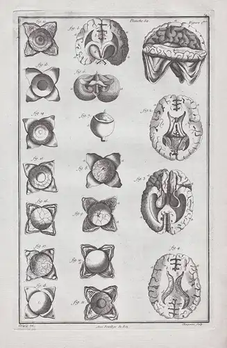 Planche 52 - Auge Gehirn human eye brain Anatomie anatomy / Medizin medicine