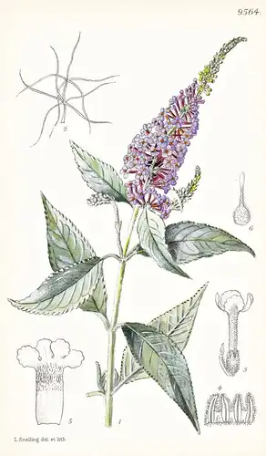 Buddleja Fallowiana. Tab 9564 - China / Pflanze Planzen plant plants / flower flowers Blume Blumen / botanical