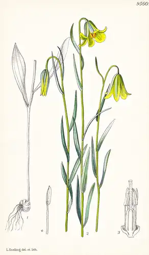 Fritillaria Citrina. Tab 9560 - Greece Griechenland / Pflanze Planzen plant plants / flower flowers Blume Blum