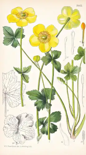 Trollius Yunnanesis. Tab 9143 - China / Pflanze Planzen plant plants / flower flowers Blume Blumen / botanical