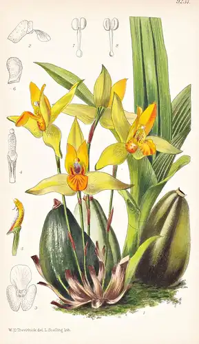 Lycaste Suaveolens. Tab 9231 - America Amerika / Pflanze Planzen plant plants / flower flowers Blume Blumen /