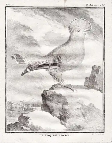 Le Coq de Roche - Tiefland-Felsenhahn Guyana-Klippenvogel Guianan cock-of-the-rock / Vögel Vogel bird birds oi