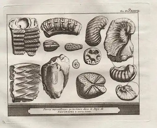 Pierres merveilleuses qu'on trouve dans le Pays de Neuchatel ... - Neuenburg Neuchatel Geologie Fossilien foss