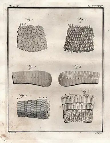 Pl. XXXVIII. - armadillo Gürteltier / skin Haut / Tiere animals animaux / animal Anatomie anatomy