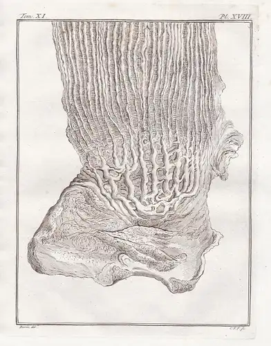 Pl. XVIII. - Dromedar Dromedary / Anatomie anatomy / Tiere animals animaux