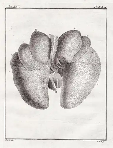 Pl. XXIII. - Affe monkey Makak macaque / Innereien organs / Anatomie anatomy / Tiere animals animaux