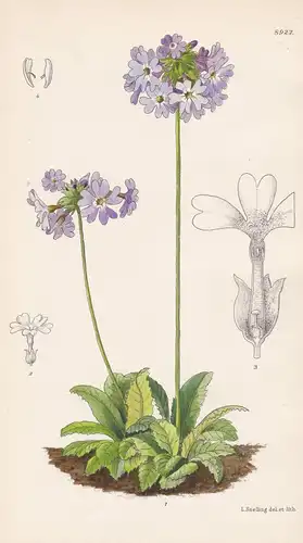 Primula aerinantha. Tab 8922. - China / Pflanze Planzen plant plants / flower flowers Blume Blumen / botanical