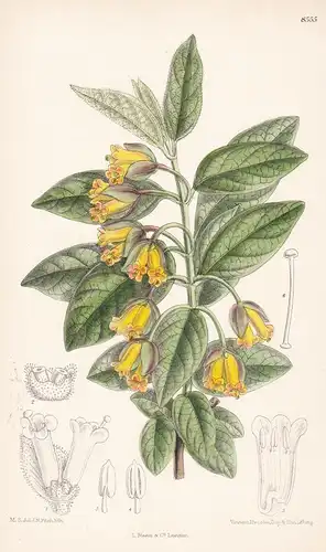 Lonicera ledebourii. Tab 8555. - California Kalifornien United States of America / Pflanze Planzen plant plant