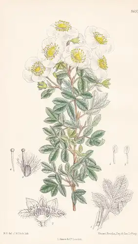 Pontentilla davurica, var. veitchii. Tab 8637 - China / Pflanze Planzen plant plants / flower flowers Blume Bl
