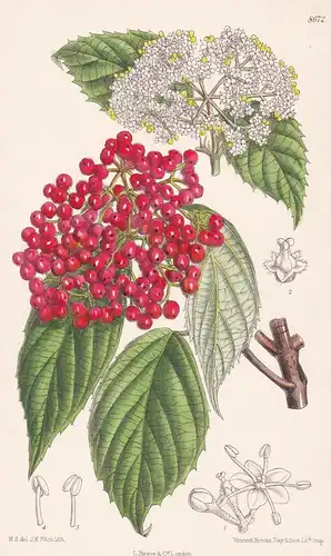 Viburnum betulifolium. Tab 8672 - China / Pflanze Planzen plant plants / flower flowers Blume Blumen / botanic