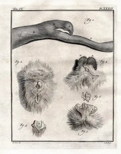 PL. XXXII - Civet Zibetkatze Viverrinae / Anatomie anatomy / Tiere animals animaux