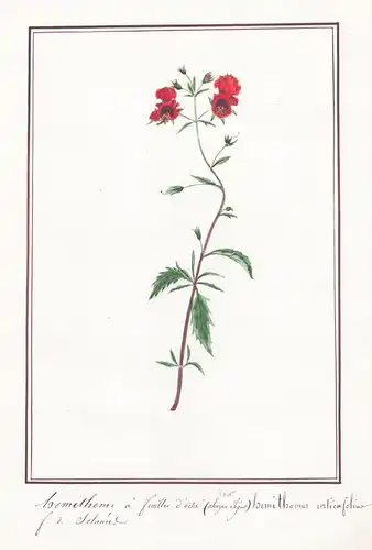 Hemithome a feuilles d'ortie / Hemithomus urticaefolius - Bennessel / Botanik botany / Blume flower / Pflanze