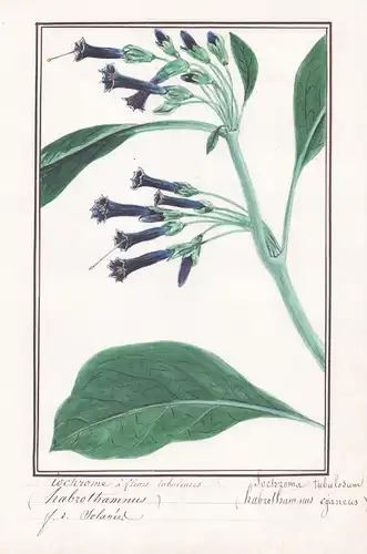 Iochrome a fleurs tubulenses / Iochzoma tubulosum - Veilchenstrauch / Botanik botany / Blume flower / Pflanze