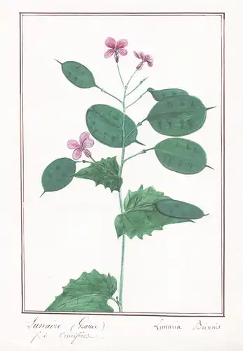 Lunaire grande - Lunaria biennir - Silberblatt / Botanik botany / Blume flower / Pflanze plant