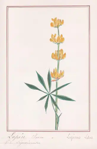 Lupin jaune - Lubinus luteus - Lupine / Botanik botany / Blume flower / Pflanze plant