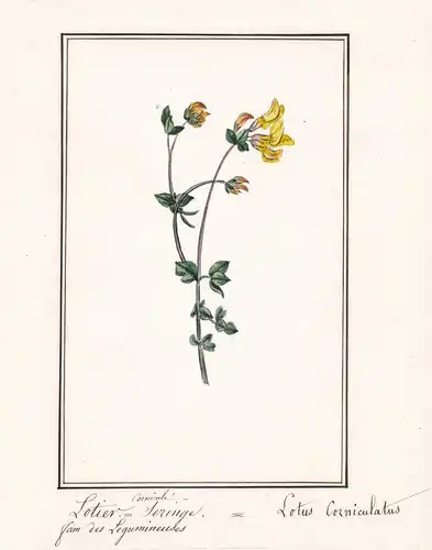 Lotier cornicule - Lotus corniculatus - Hornklee / Botanik botany / Blume flower / Pflanze plant