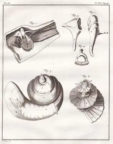 Ohr oreille Gehör Gehörorgane ear hearing auditory organs / Mensch  / human anatomy Anatomie / Medizin medicin