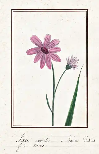 Ixie ouverte = Ixia Patens - Ixien Miniaturgladiolen corn lily / Botanik botany / Blume flower / Pflanze plant