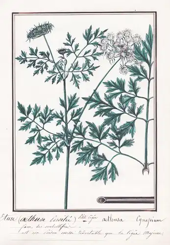Etuse (aethuse persilee) = aethusa cynapium - Hundspetersilie / Botanik botany / Blume flower / Pflanze plant