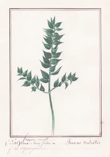Fragon (petit) houx  - Ruscus aculeatus - Mäusedorn / Botanik botany / Blume flower / Pflanze plant