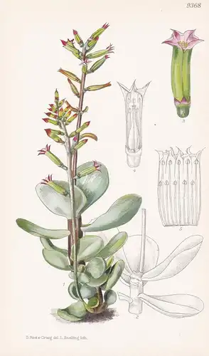 Cotyledon Rotundifolia. Tab 9368 - South Africa Südafrika / Pflanze Planzen plant plants / flower flowers Blum