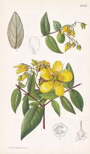 Hypericum Kouytchense. Tab 9345 - China / Pflanze Planzen plant plants / flower flowers Blume Blumen / botanic