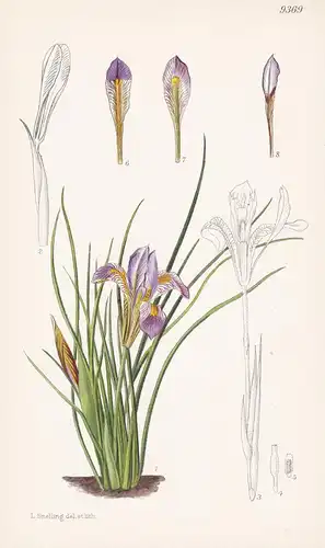 Iris Cretensis. Tab 9369 - Schwertlilie / Greece Griechenland Asia Minor Kleinasien / Pflanze Planzen plant pl