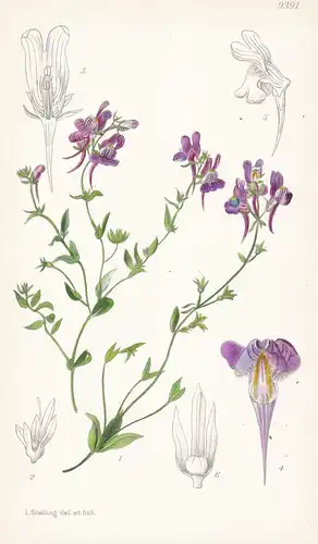 Linaria Faucicola. Tab 9391 - Spain Spanien / Pflanze Planzen plant plants / flower flowers Blume Blumen / bot