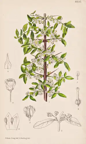Discaria Crenata. Tab 9335 - Chile / Pflanze Planzen plant plants / flower flowers Blume Blumen / botanical Bo